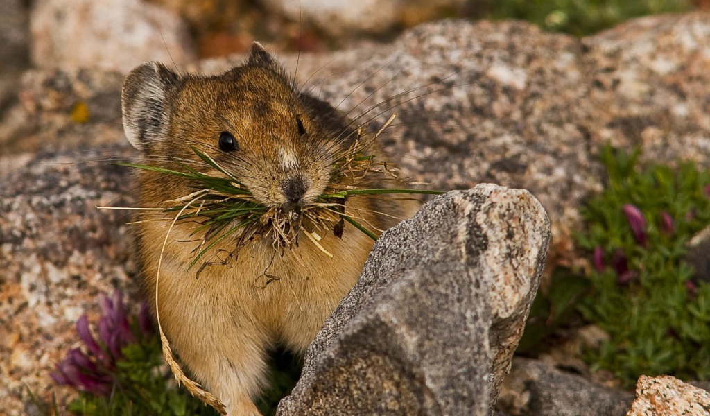 Зверёк с травой в зубах