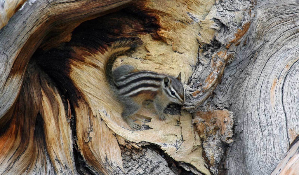 Бурундук на дереве