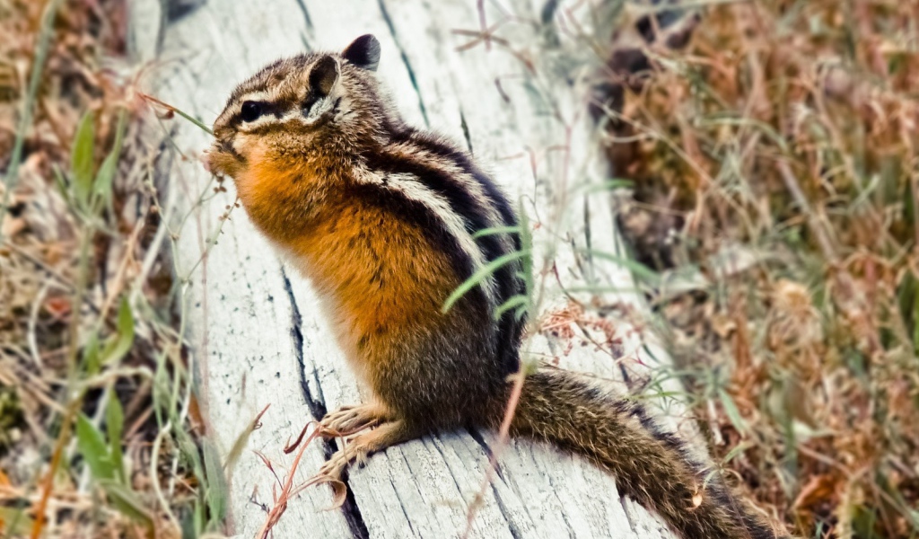 Бурундук сидит на бревне