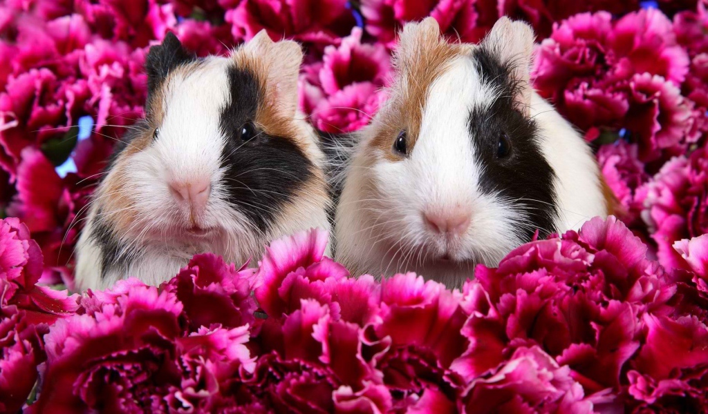 Морские свинки в цветах