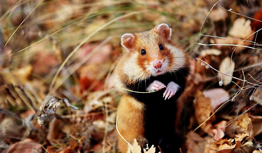 Хомяк сидит в траве