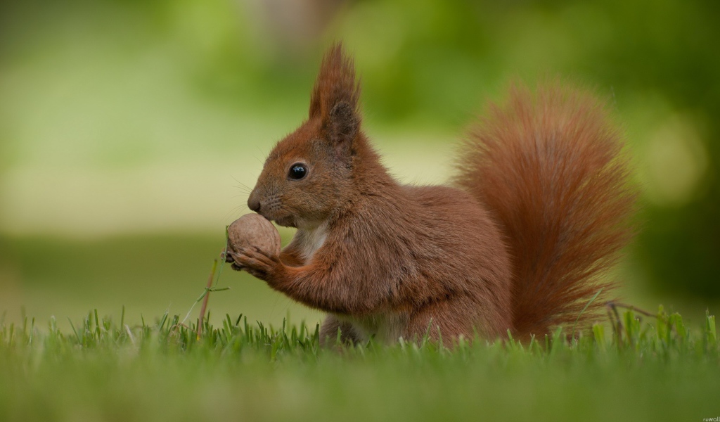 Рыжая белка с орехом