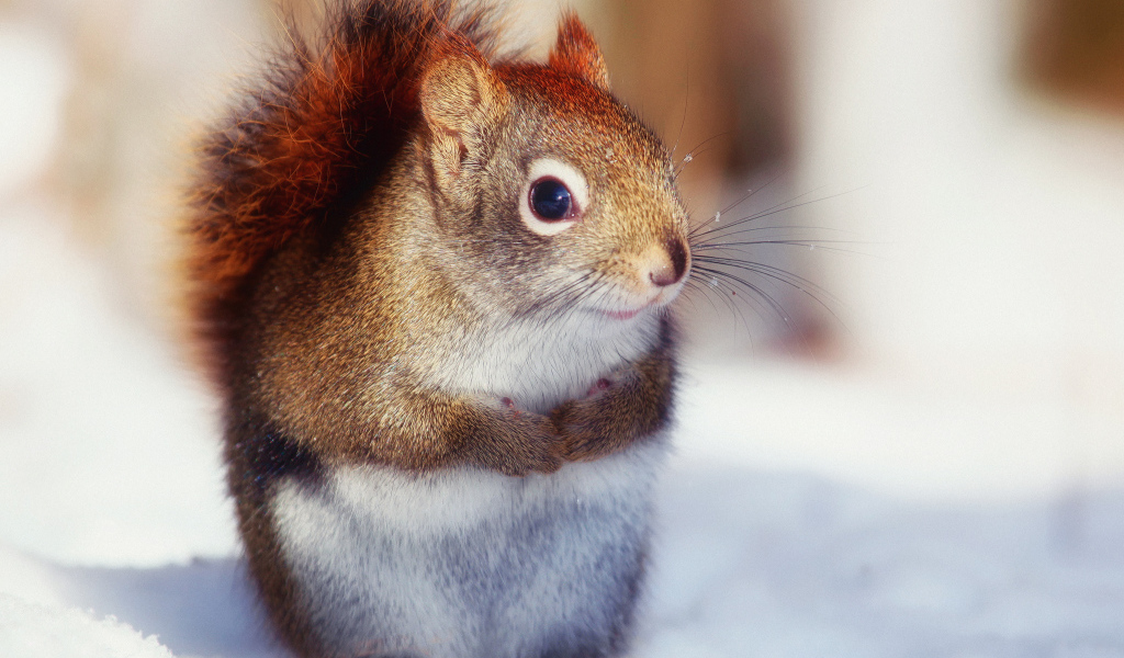 Белка на снегу