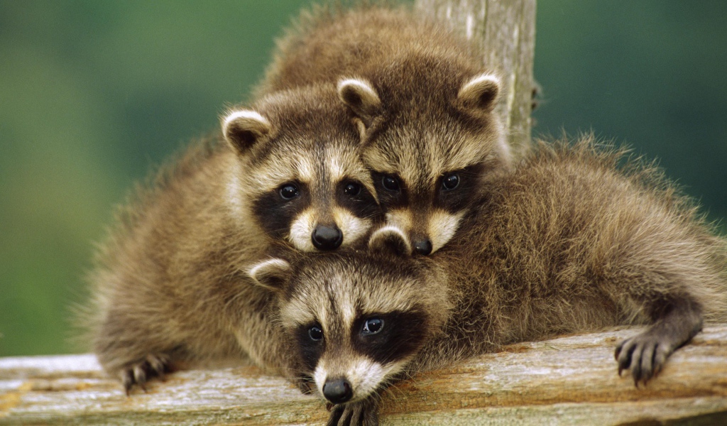 Три маленьких енота