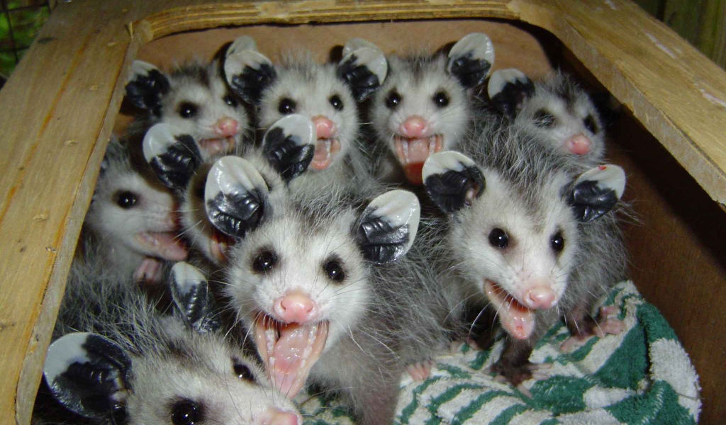 Опоссумы в ящике