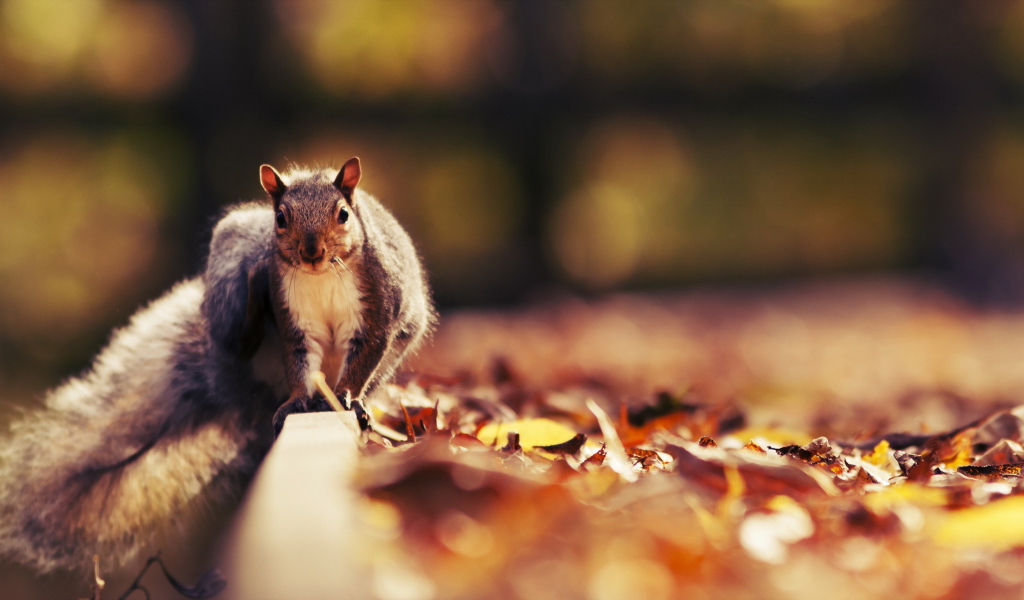 Белка с пушистым хвостом