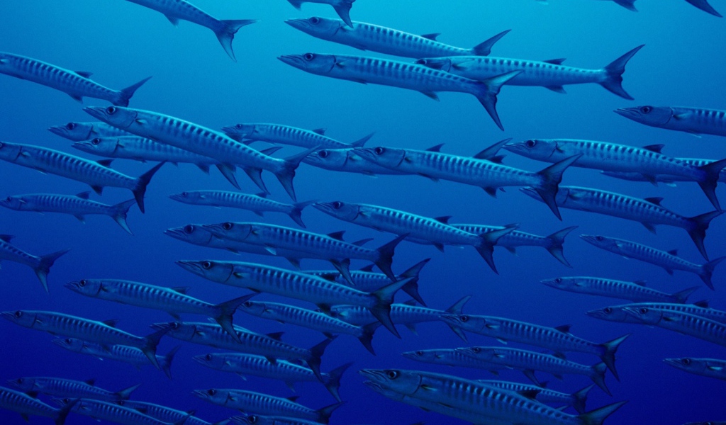 Стая рыб в глубине океана