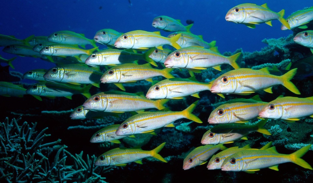 Стая морских рыб