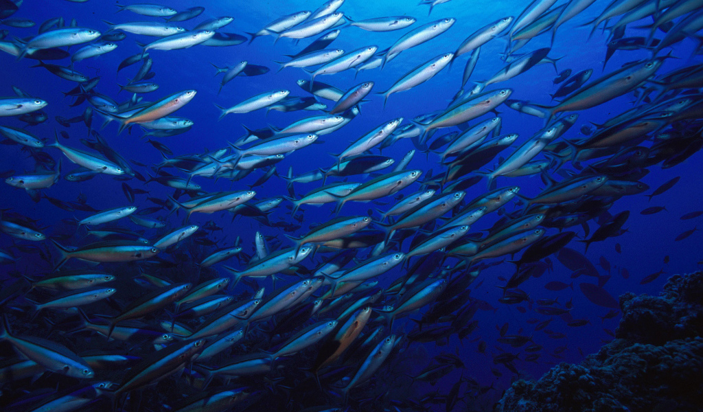 Стая серебристых рыб