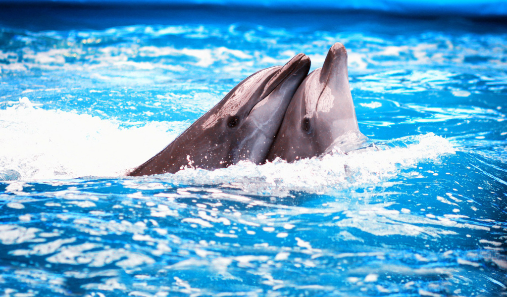 Пара дельфинов в голубой воде