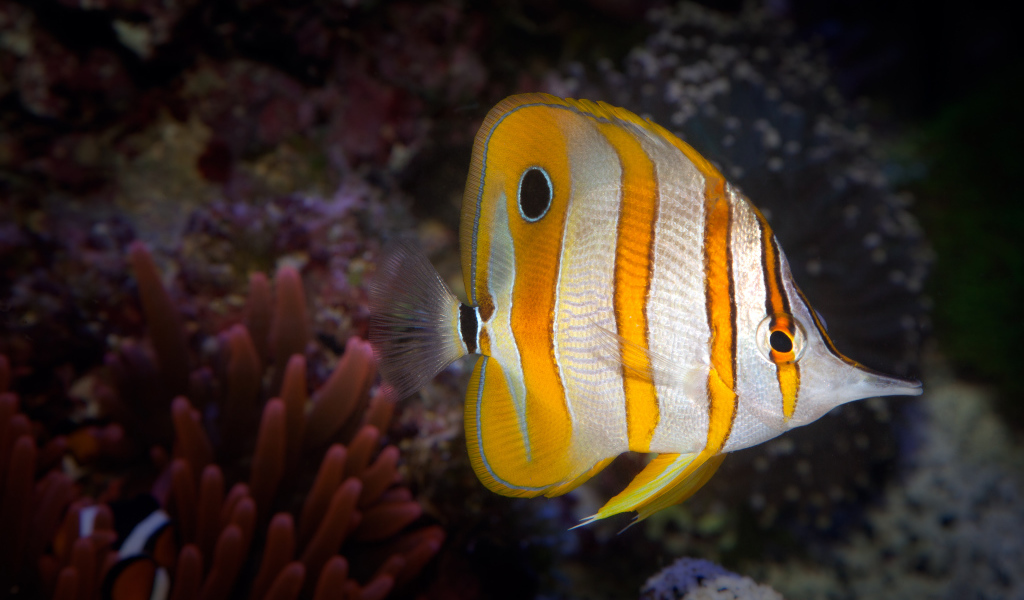 Аквариумная рыбка бабочка