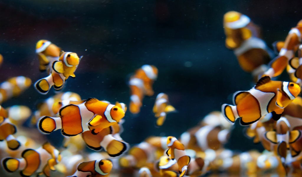 Аквариумные рыбки