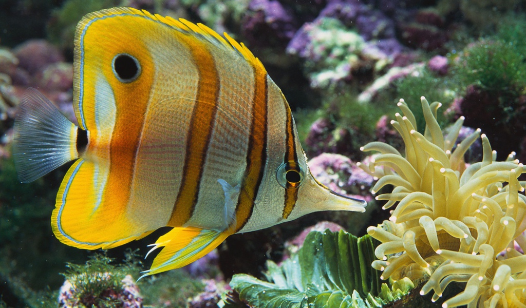 Аквариумная цветная рыба