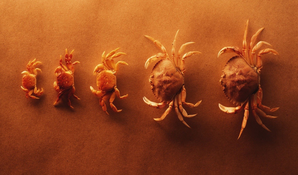 Крабы выстроились по росту