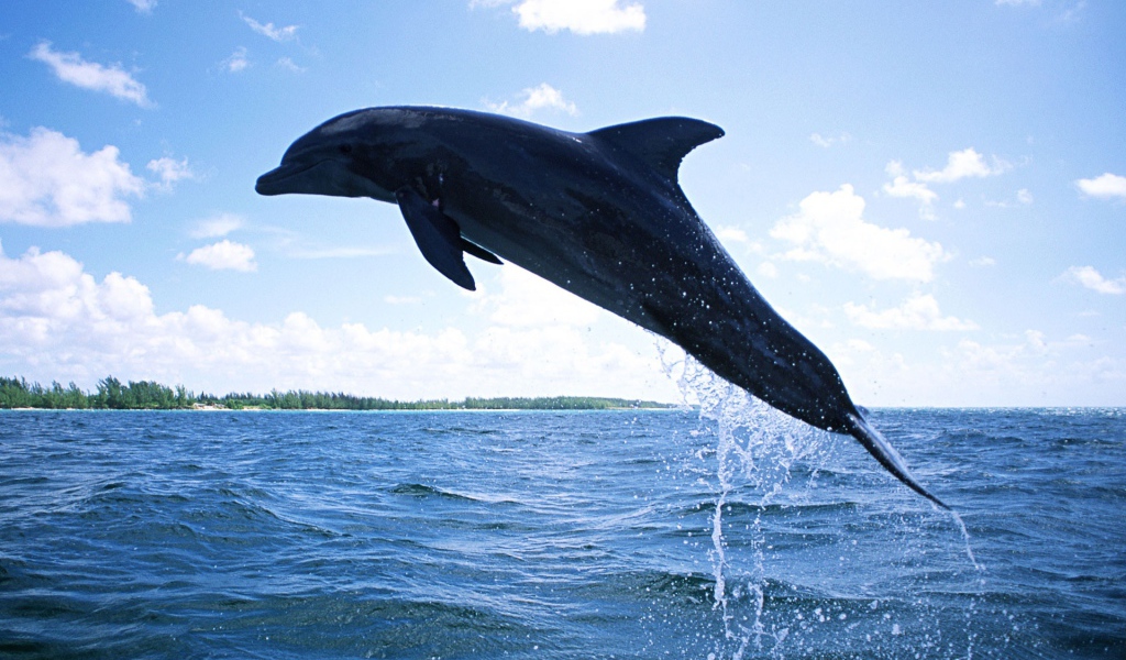 Плавающий дельфин