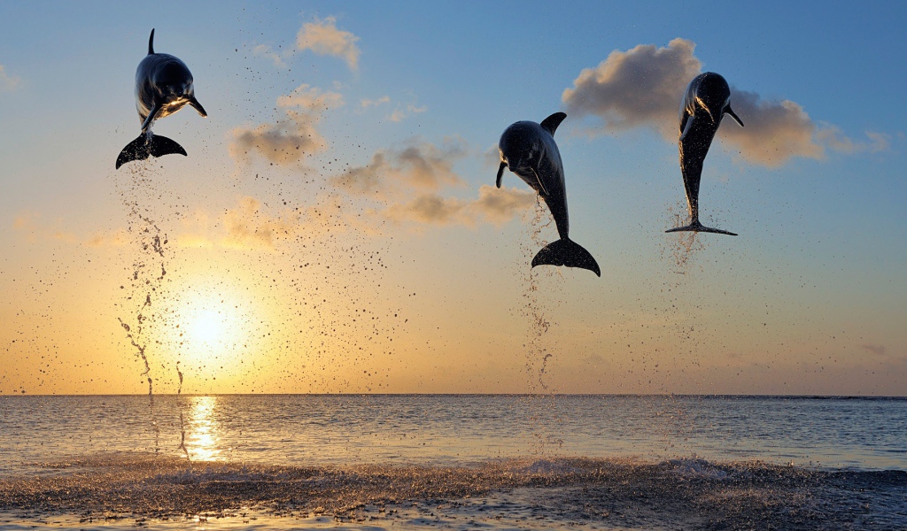 Дельфины в заливе