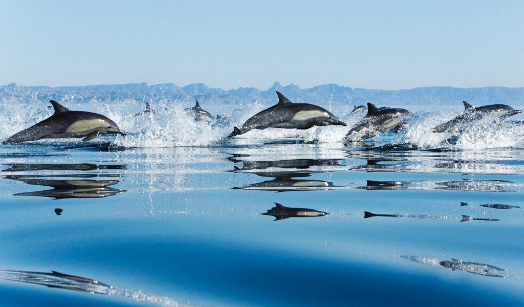 Дельфины в море