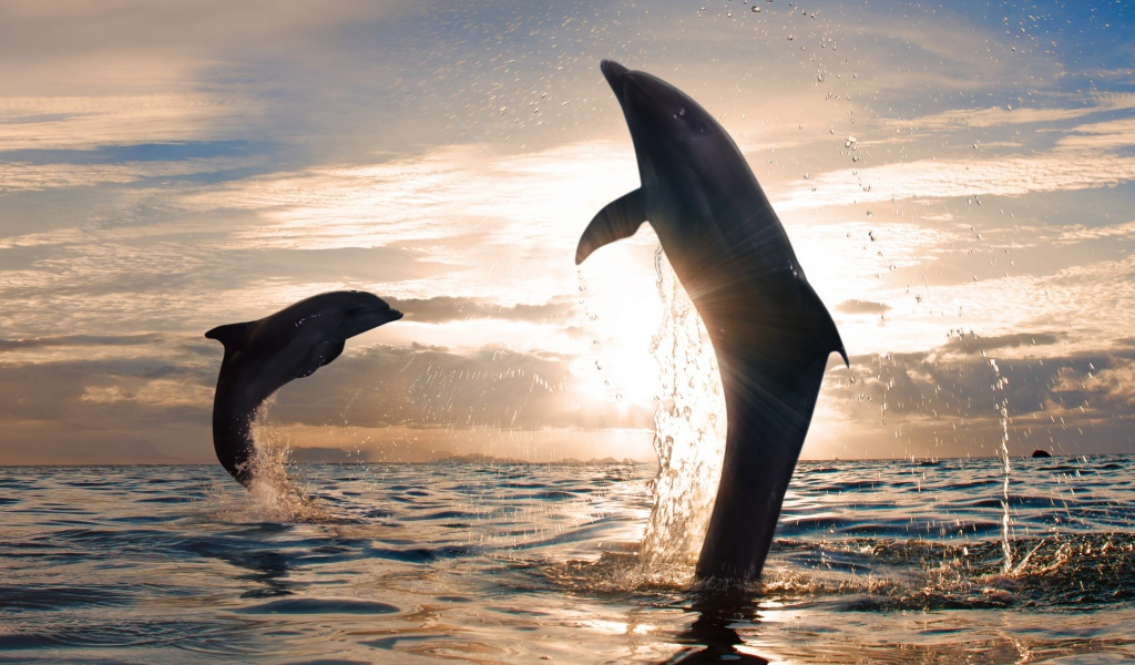 Дельфины играют в море