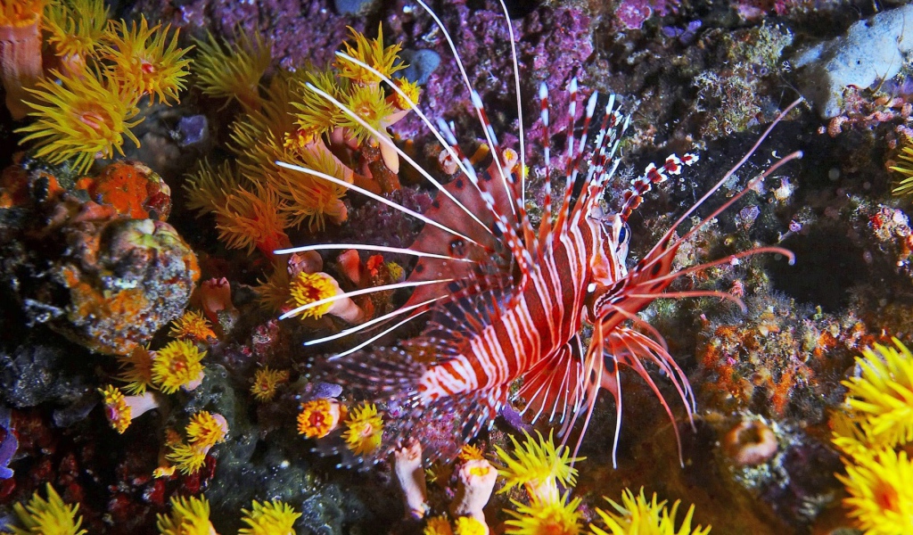 Фантастическая тропическая рыба