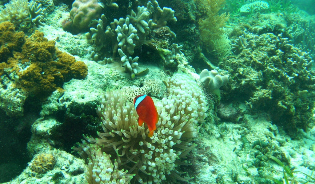 Рыба среди кораллов