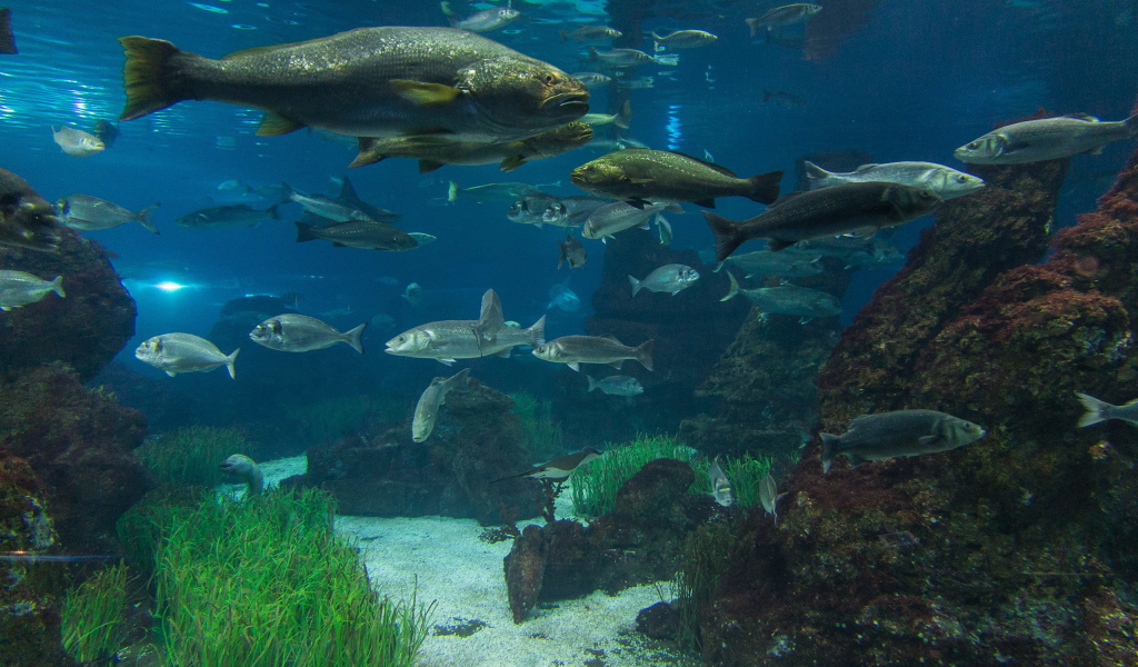 Рыбы в реке