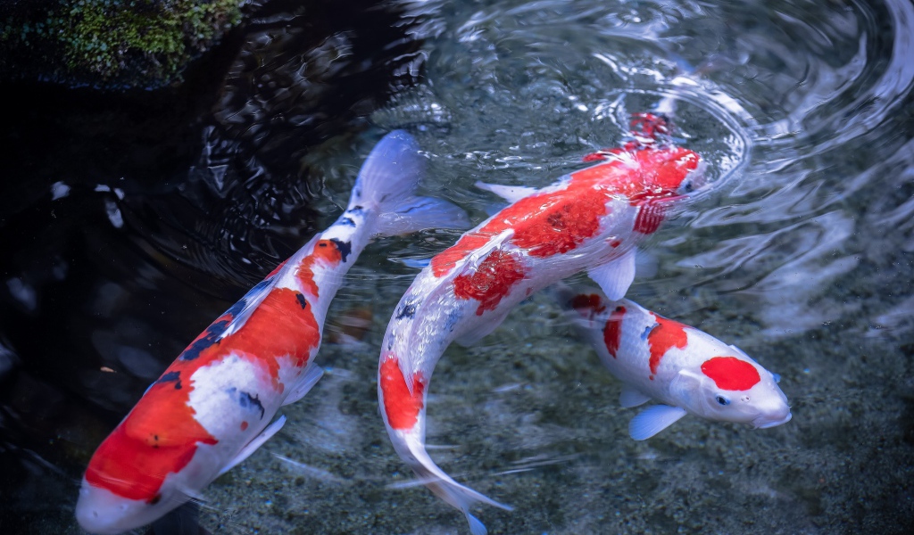 Японские карпы в воде