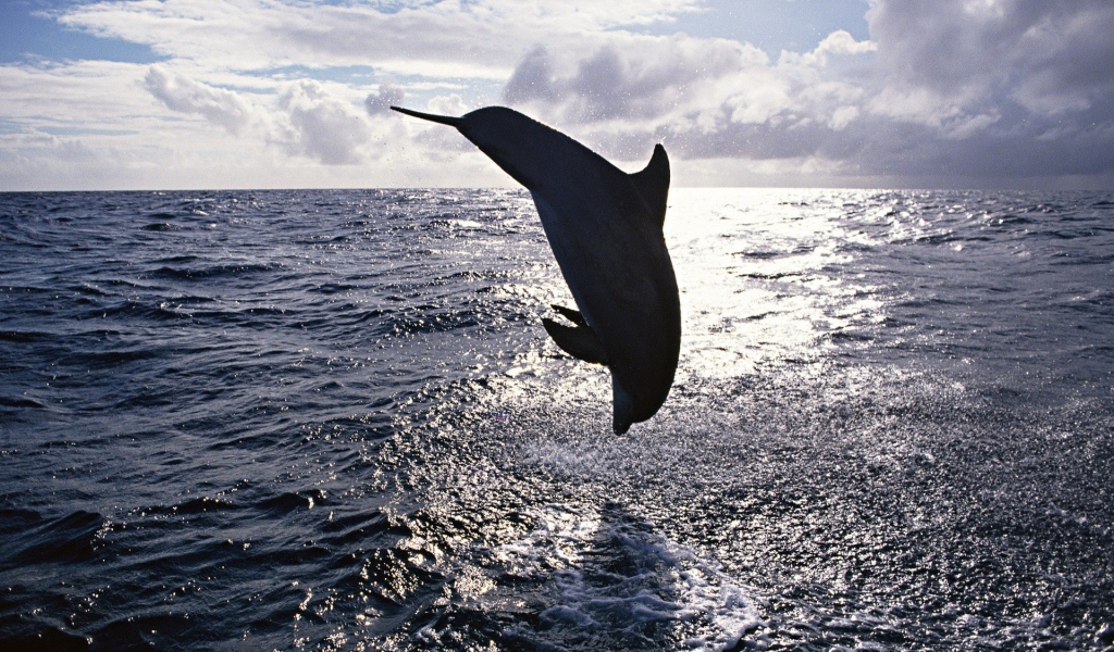 Прыжок дельфина