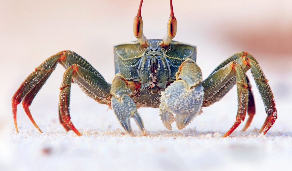 Королевский краб на песке