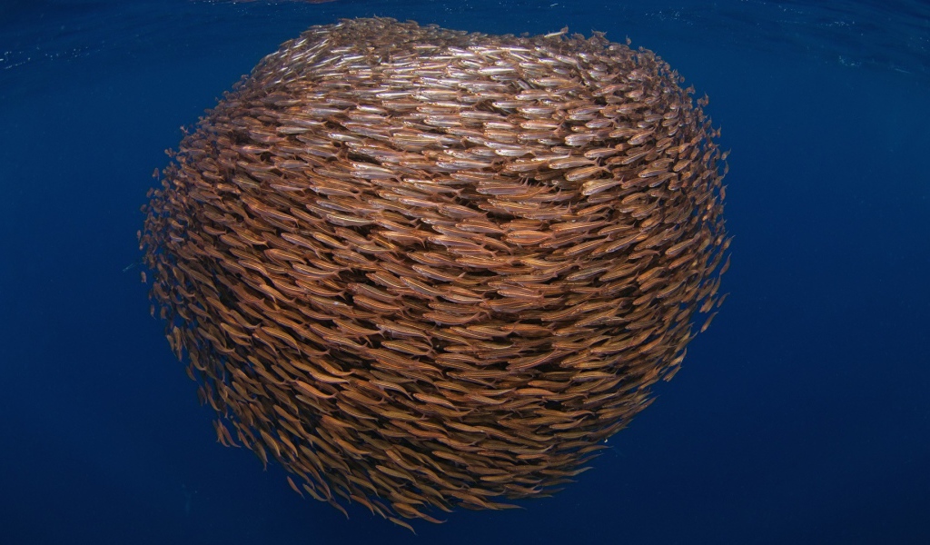 Большой косяк рыбы