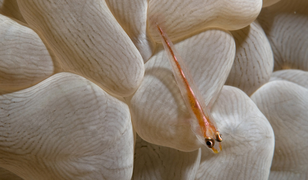 Маленькая рыба