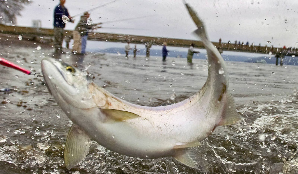 Массовая рыбалка