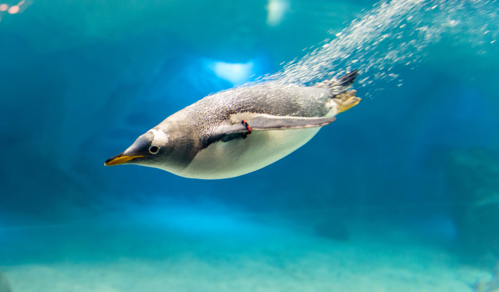Пингвин ныряет в воду
