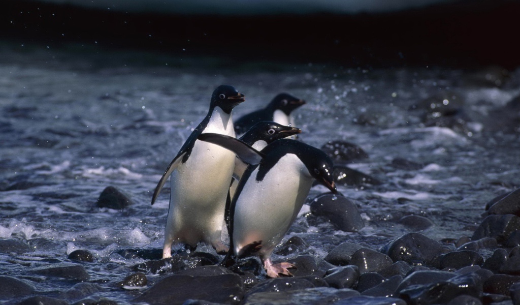 Пингвины выходят на берег
