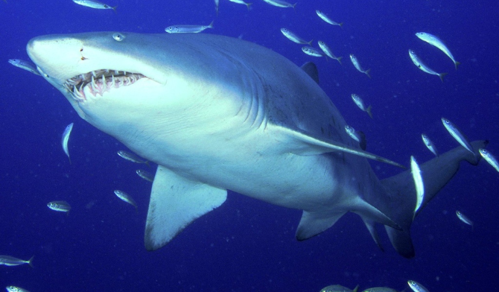 Опасная тигровая акула