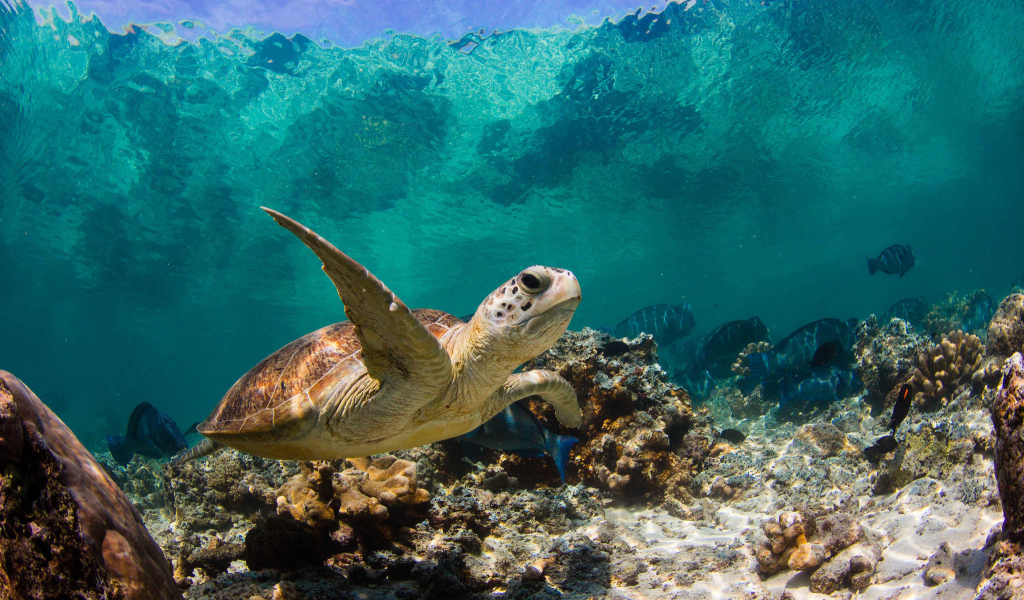 Морская черепаха под водой