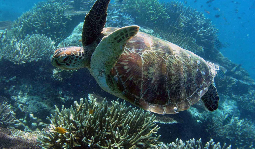 Морская черепаха под водой