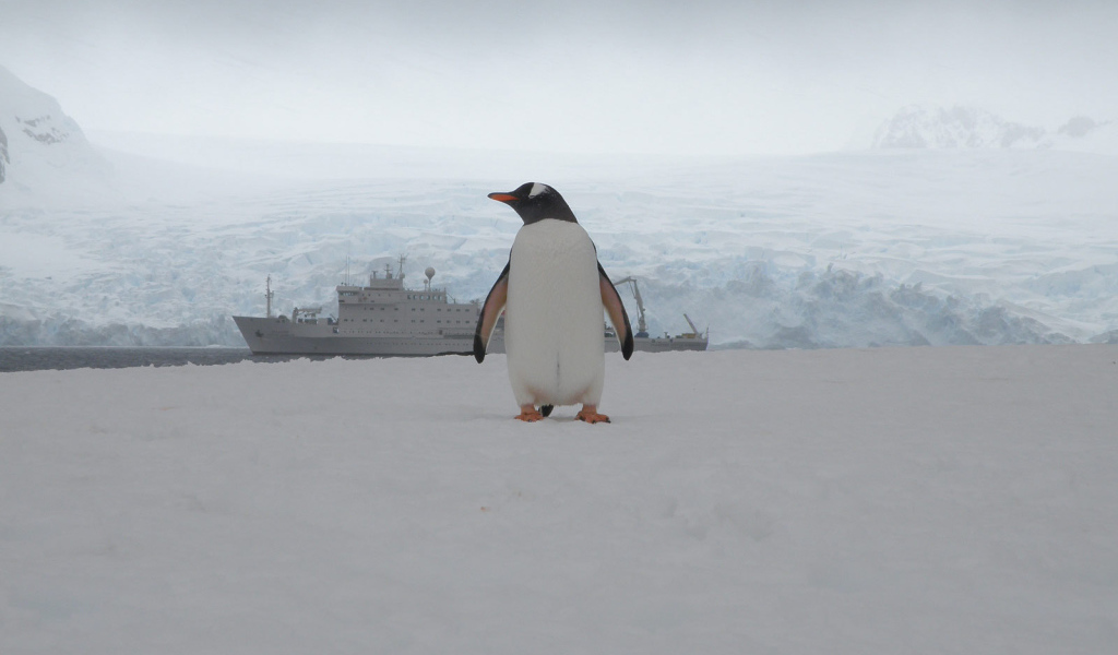 Единственный пассажир с корабля