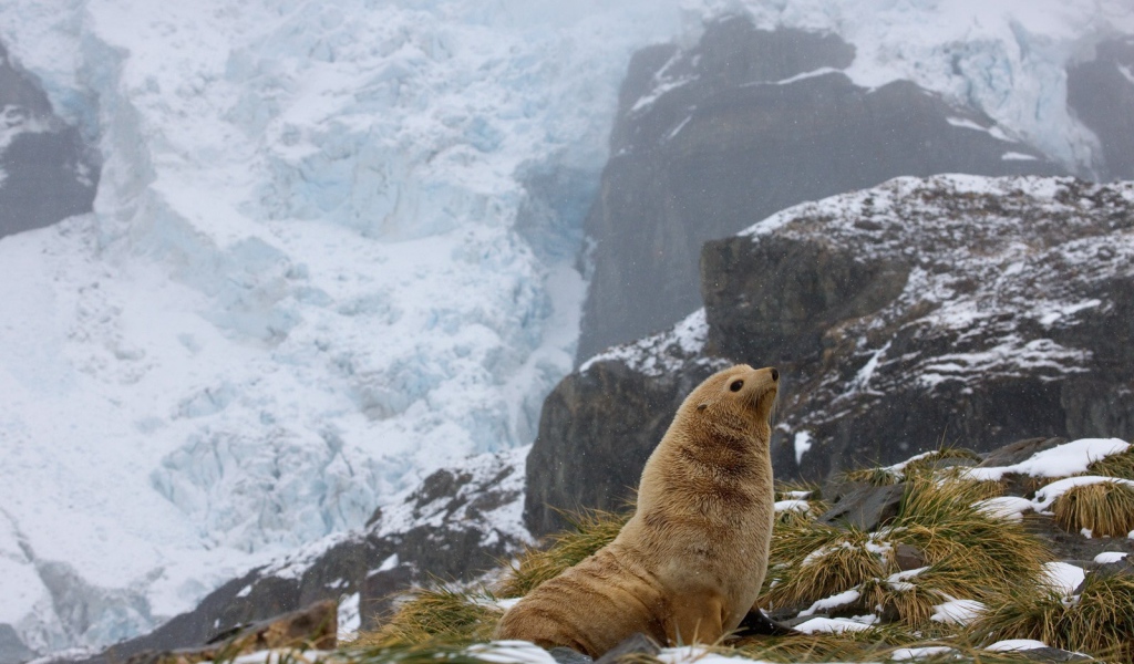 Тюлень в горах