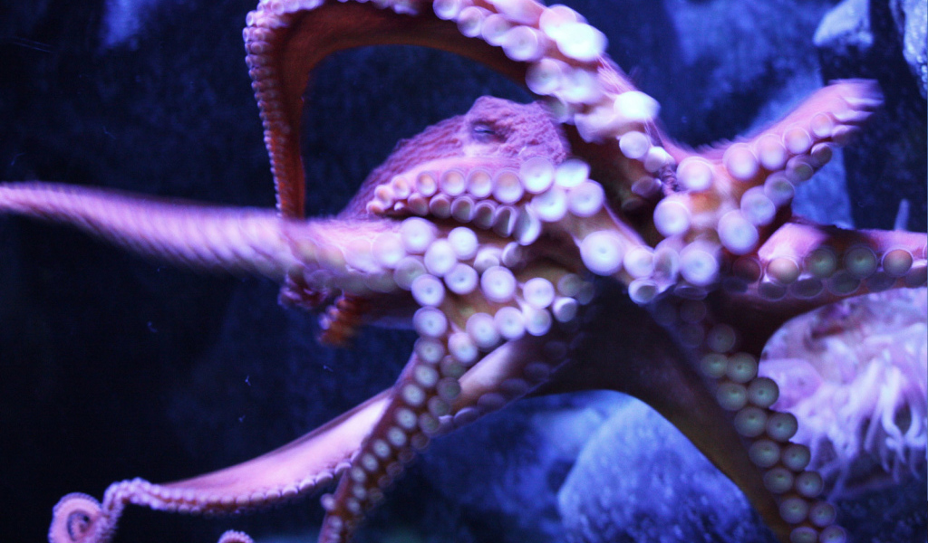 Присоски осьминога