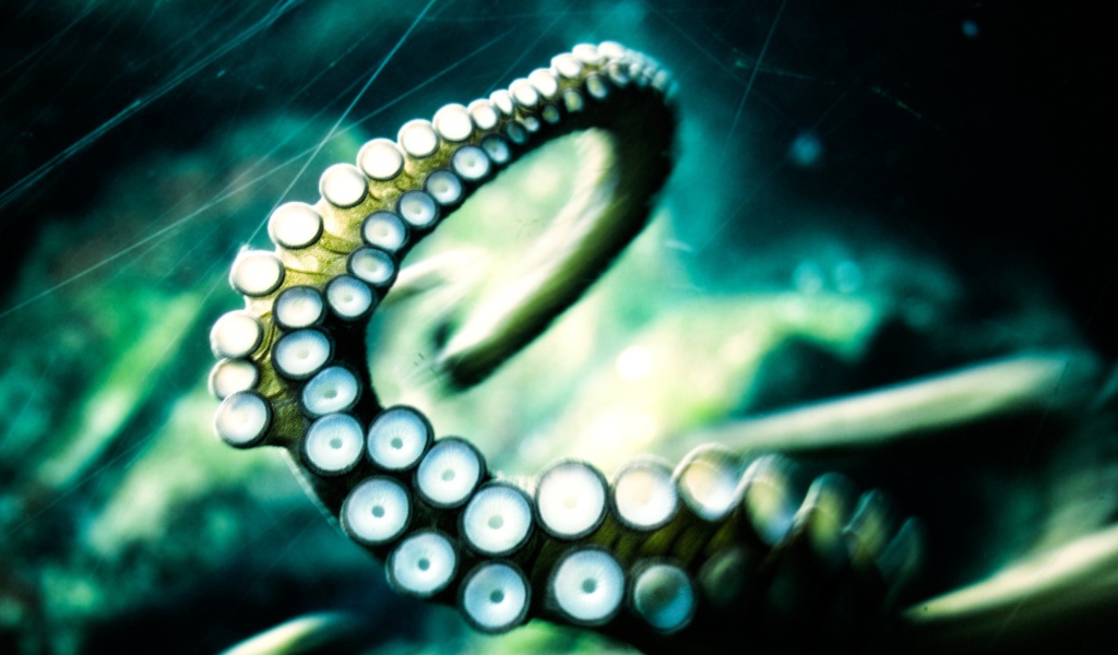 Щупальце осьминога