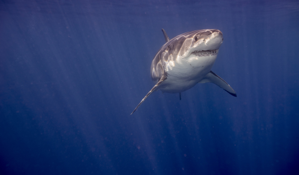 Зубастая акула в воде