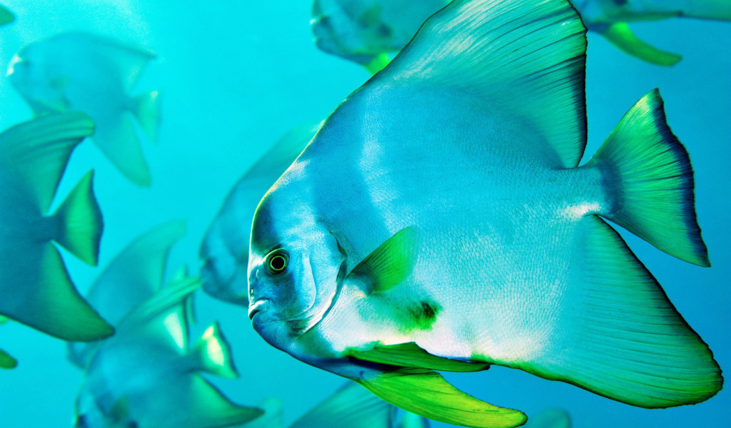 Прозрачная рыбка в воде