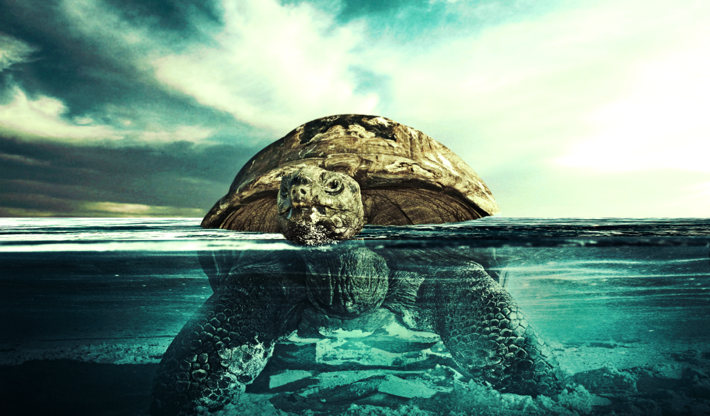 Черепаха плывет по воде
