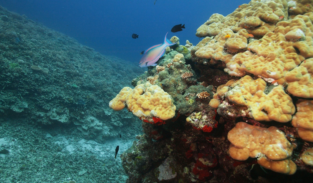 Подводный мир океана