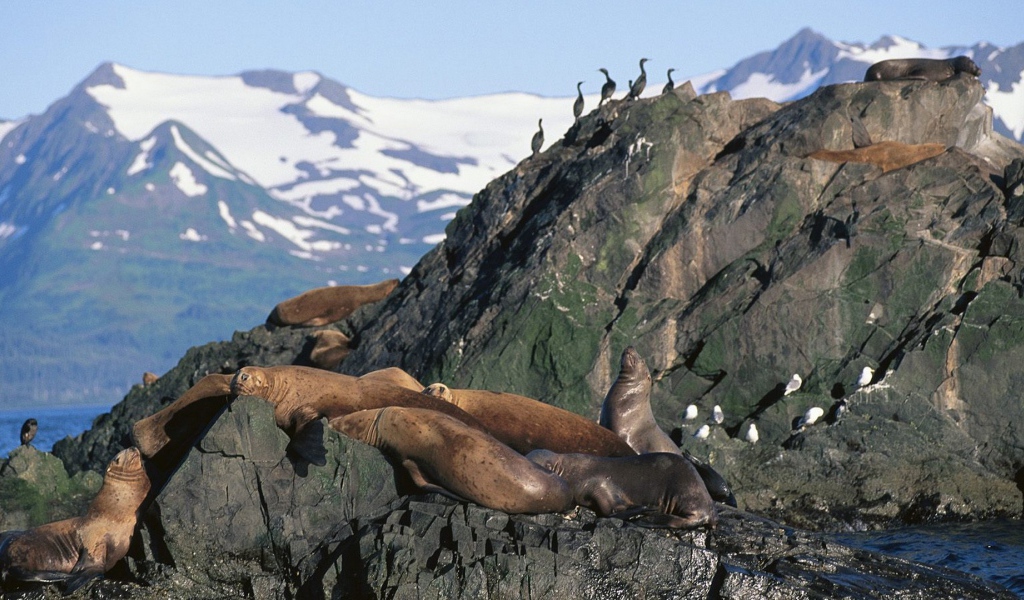 Морские львы на Аляске