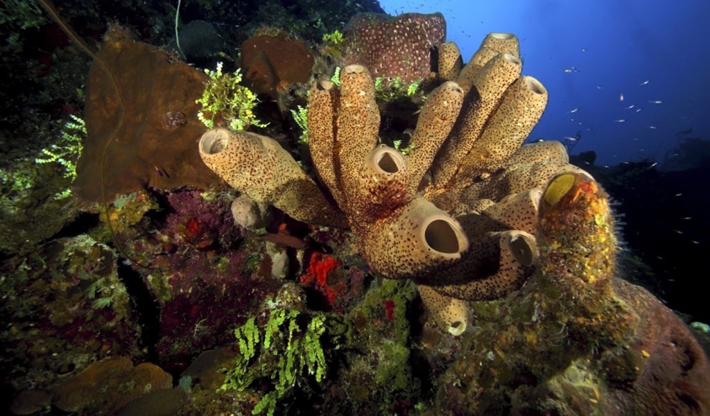 Жизнь на подводных камнях