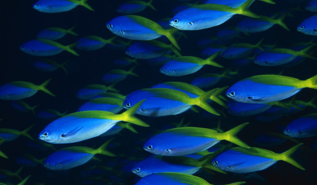 Стая синих рыб