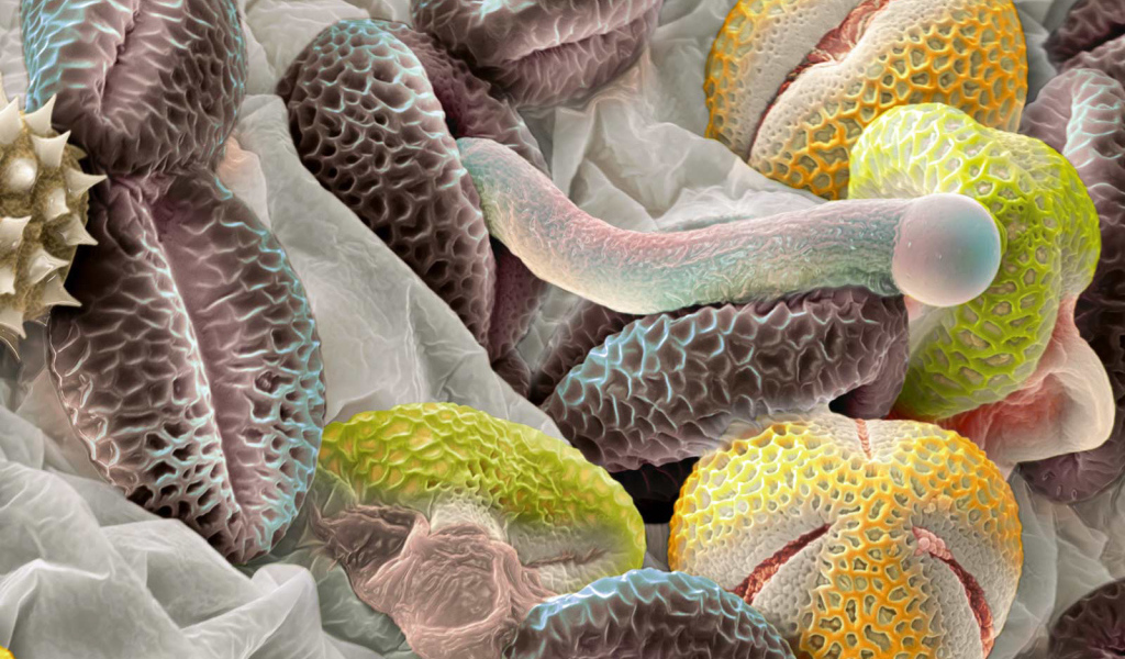 Красочная подводная жизнь