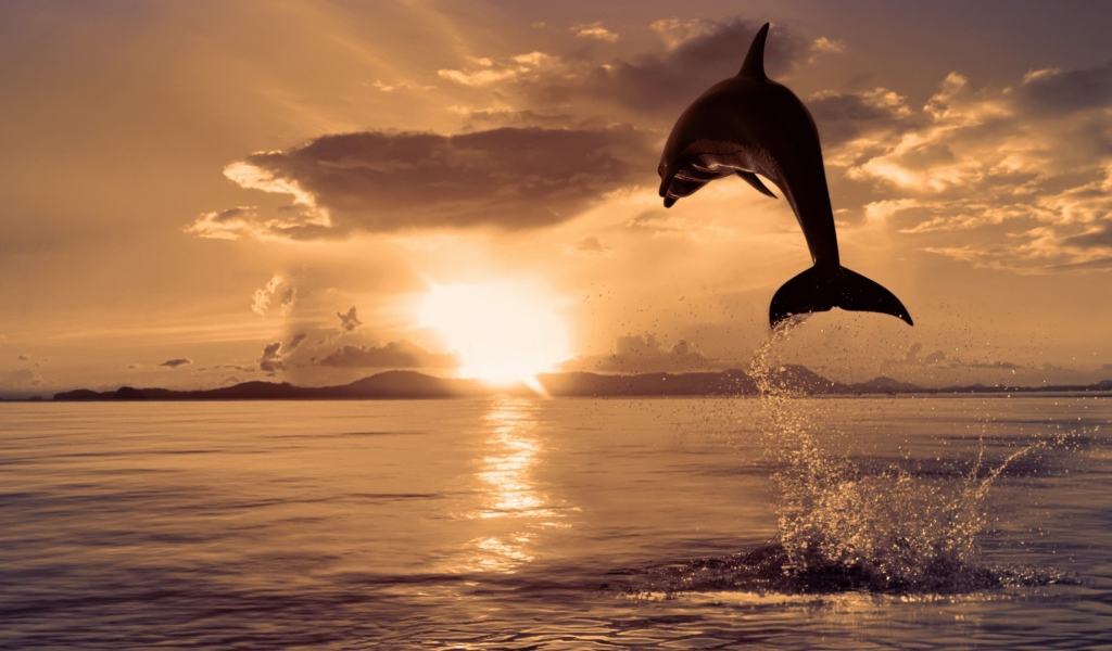 Дельфин выпрыгнул из воды