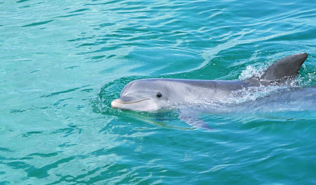 Дельфин смотрит из воды